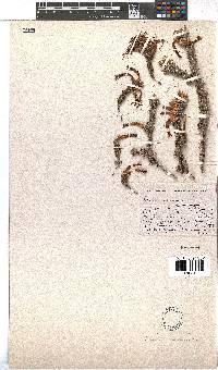 Erica coccinea image