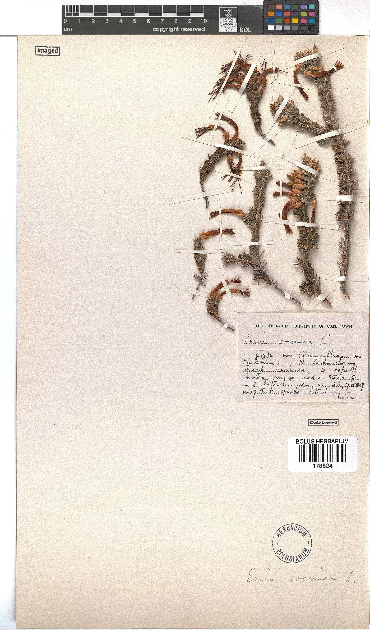 Erica coccinea image