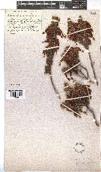 Erica coccinea image