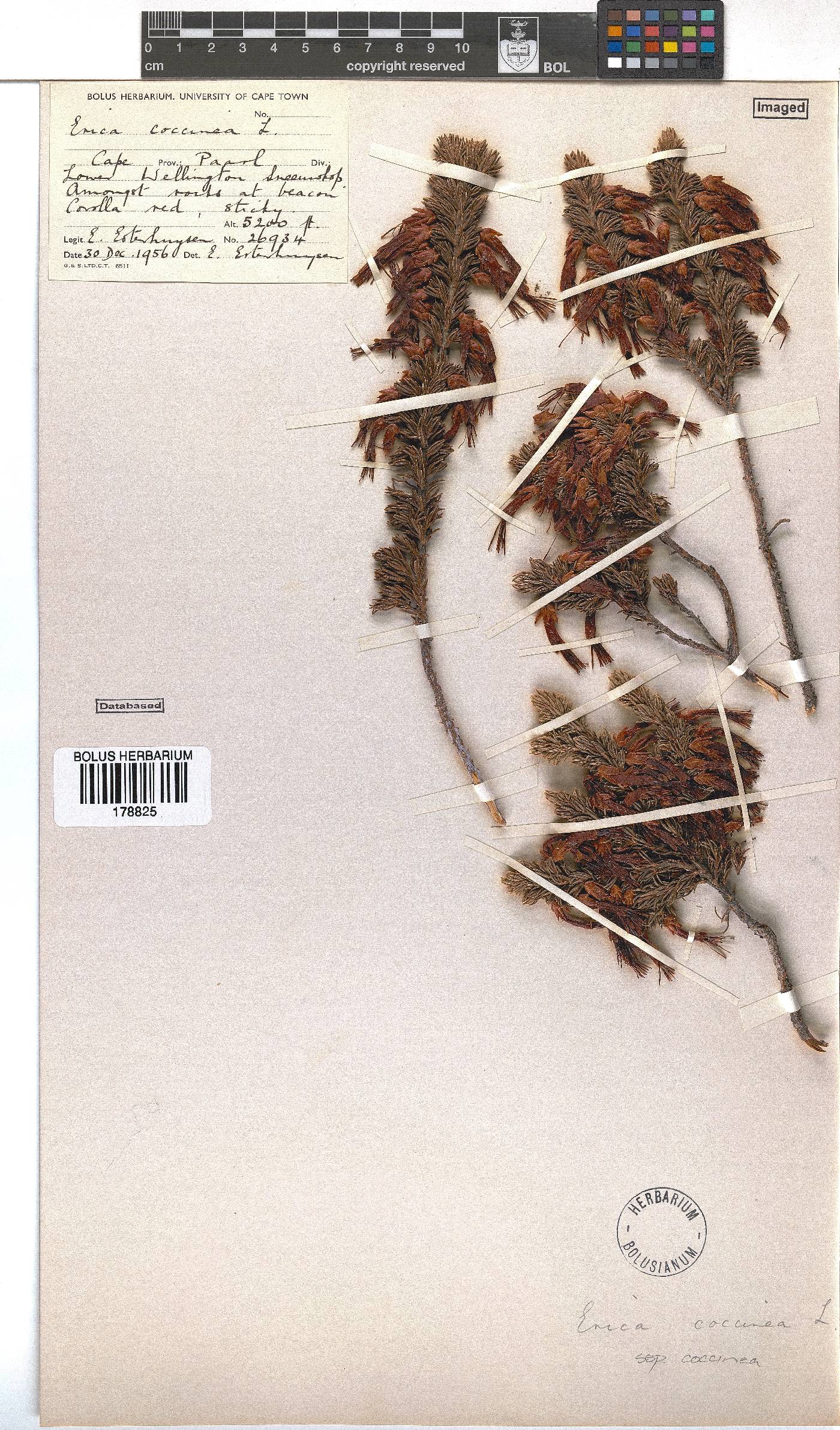 Erica coccinea subsp. coccinea image