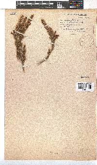 Erica coccinea image