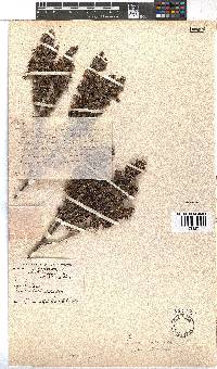 Erica coccinea image