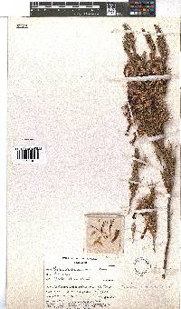 Erica coccinea image