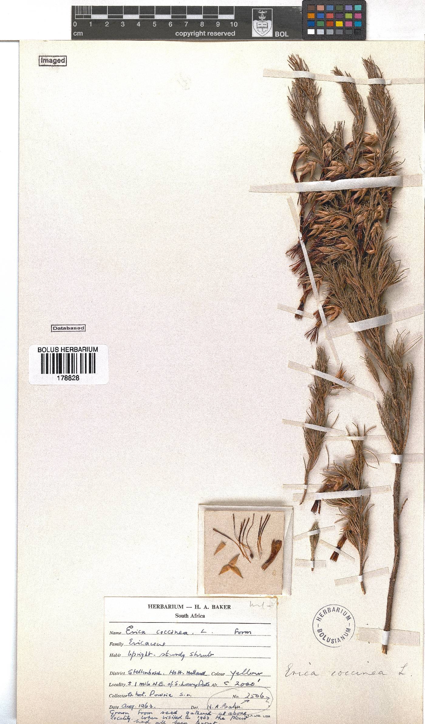 Erica coccinea image