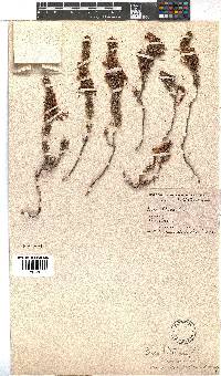 Erica coccinea image