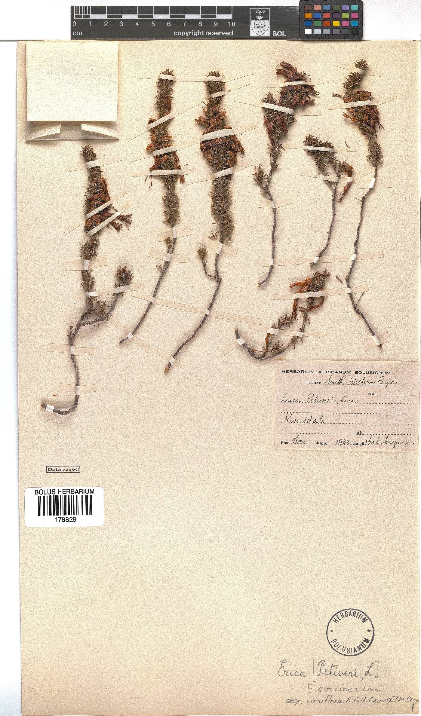 Erica coccinea subsp. uniflora image