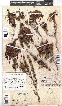 Erica coccinea image