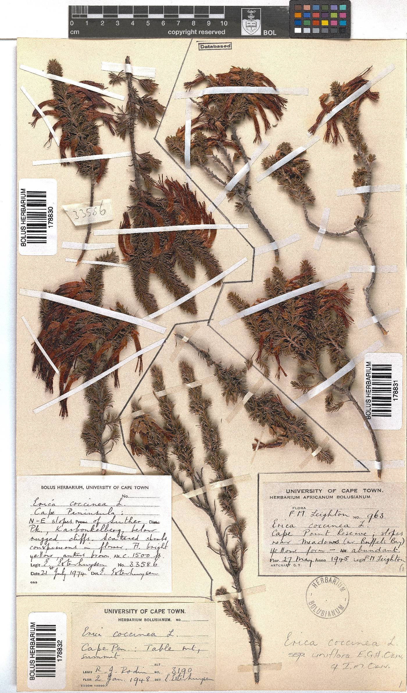 Erica coccinea subsp. uniflora image