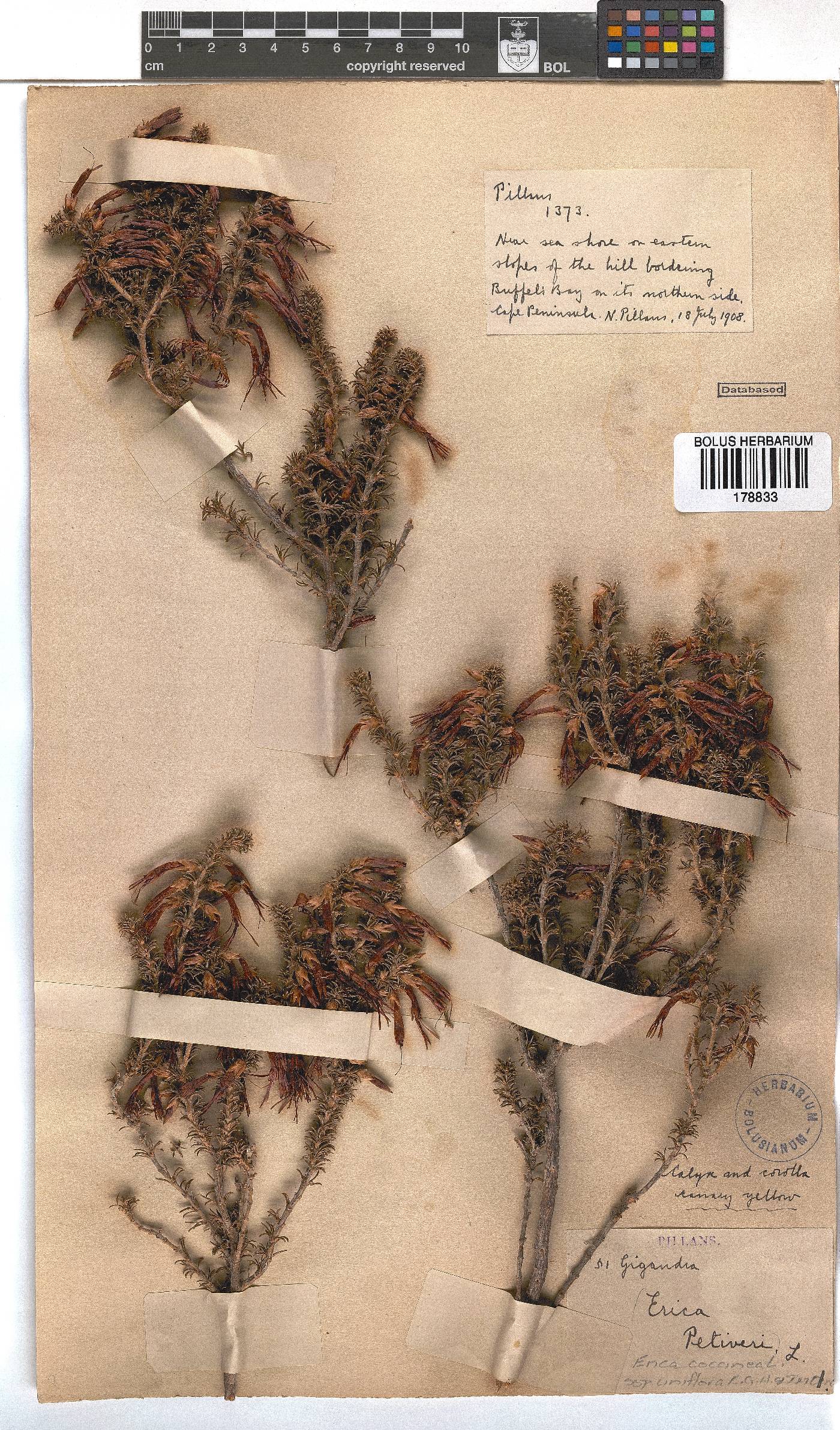 Erica coccinea subsp. uniflora image