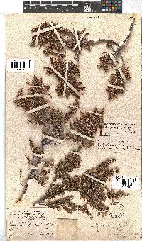 Erica coccinea image