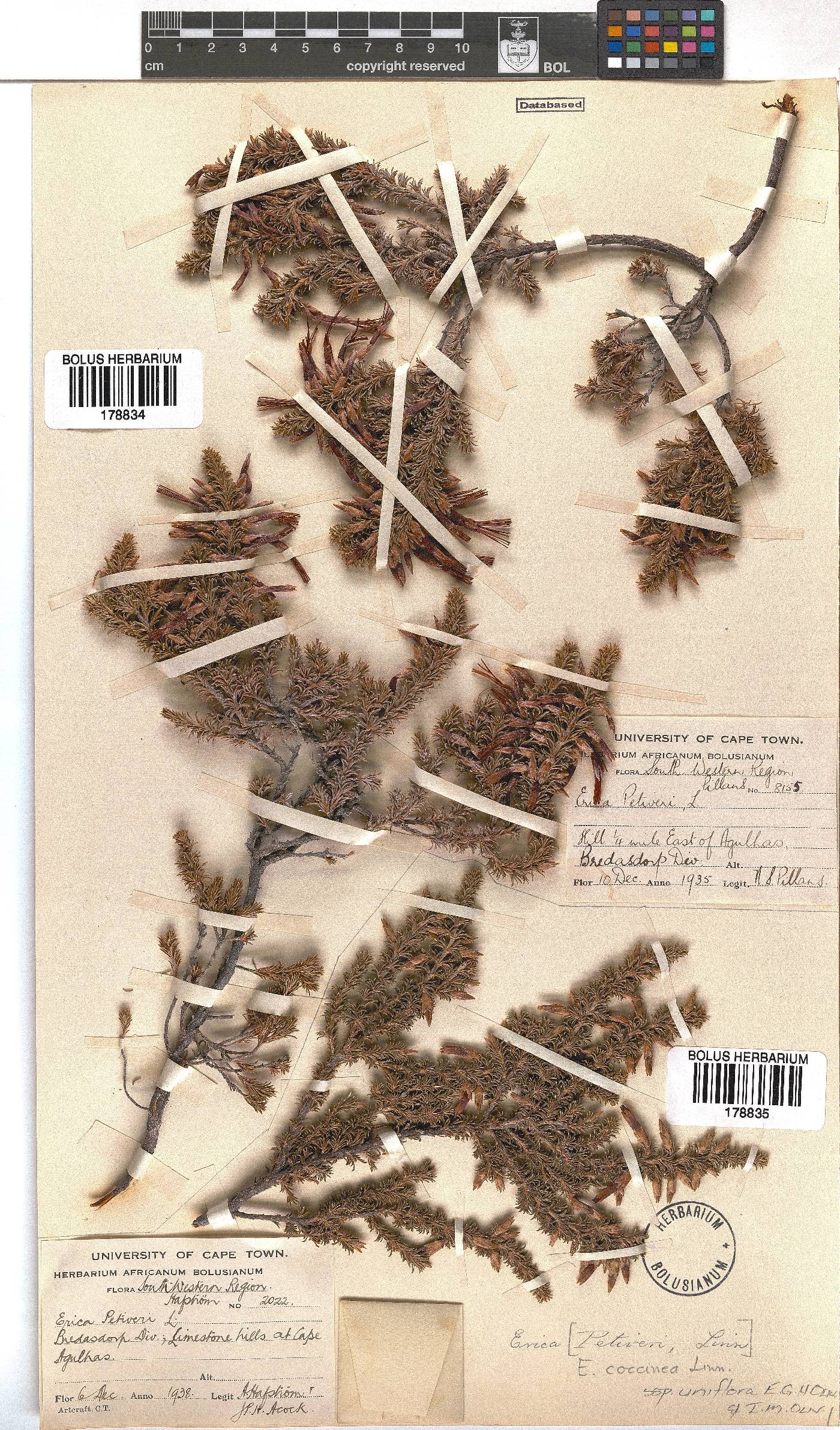 Erica coccinea subsp. uniflora image