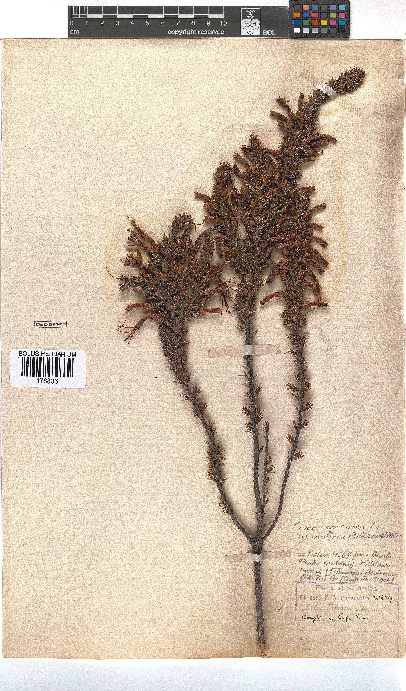 Erica coccinea subsp. uniflora image