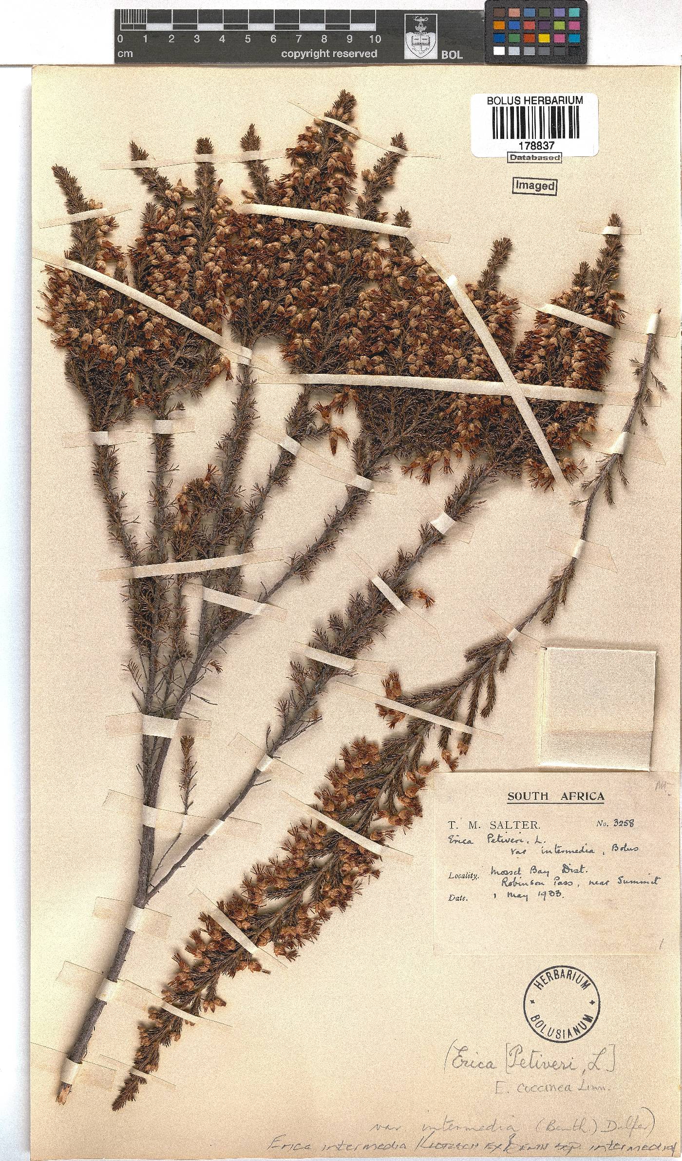 Erica intermedia subsp. intermedia image