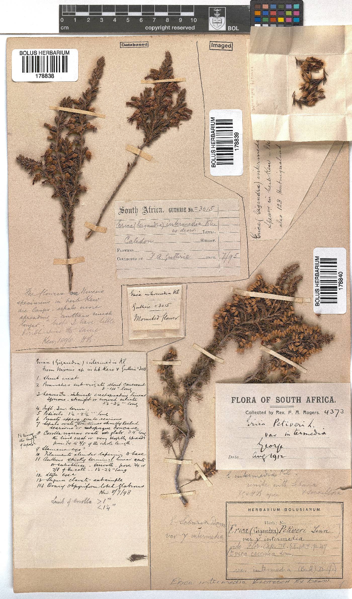 Erica intermedia subsp. intermedia image