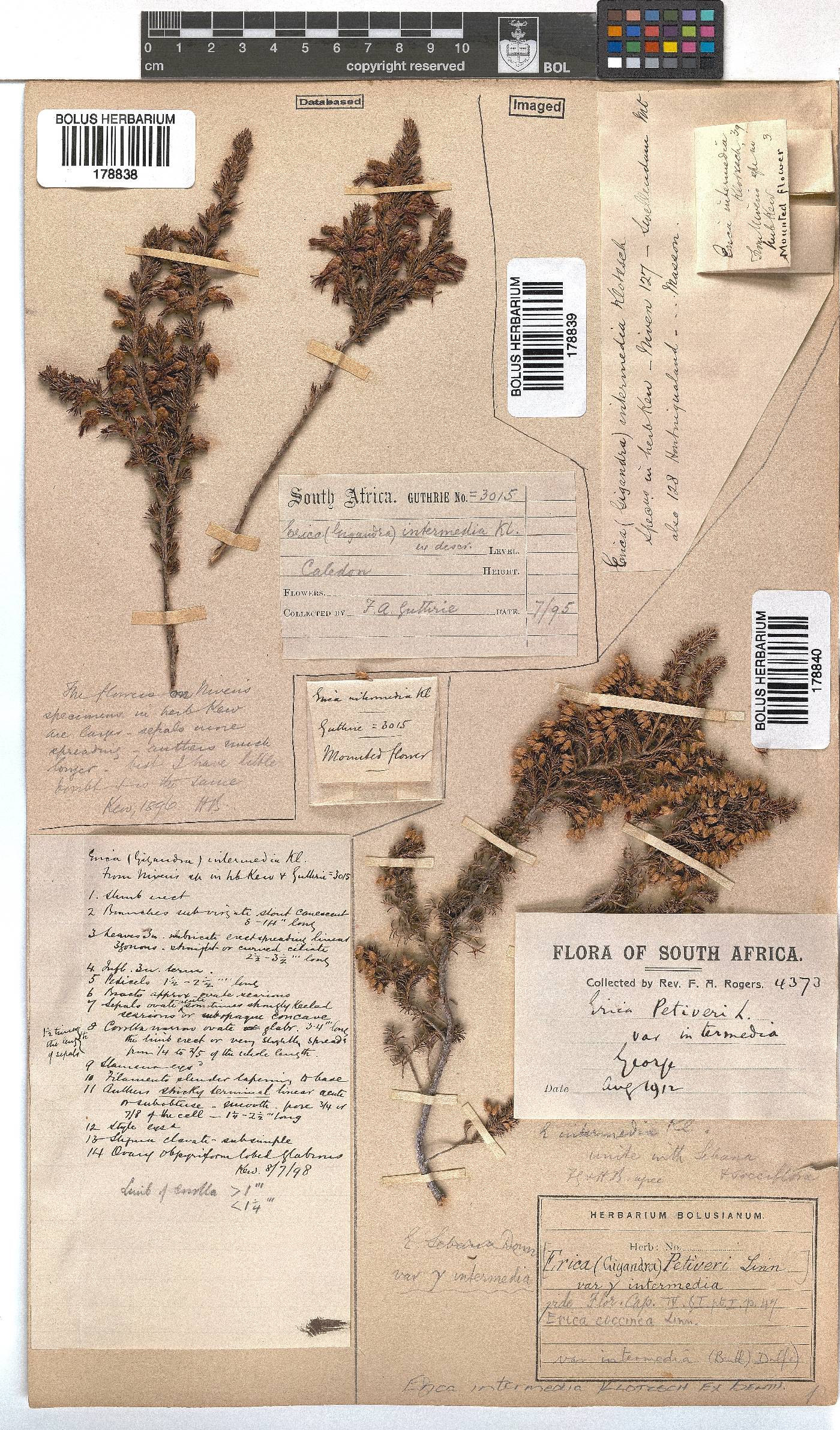 Erica intermedia subsp. intermedia image