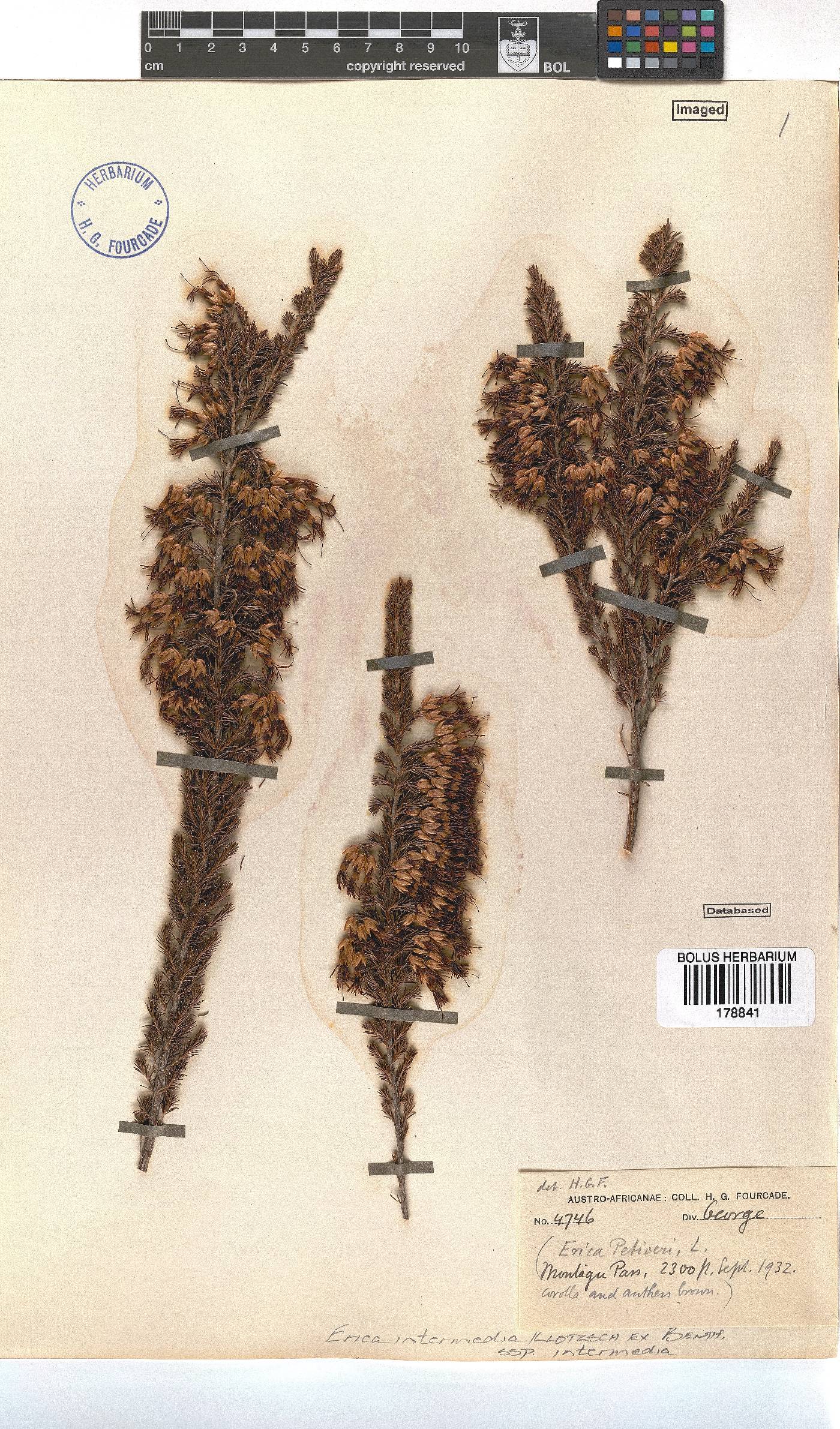 Erica intermedia subsp. intermedia image