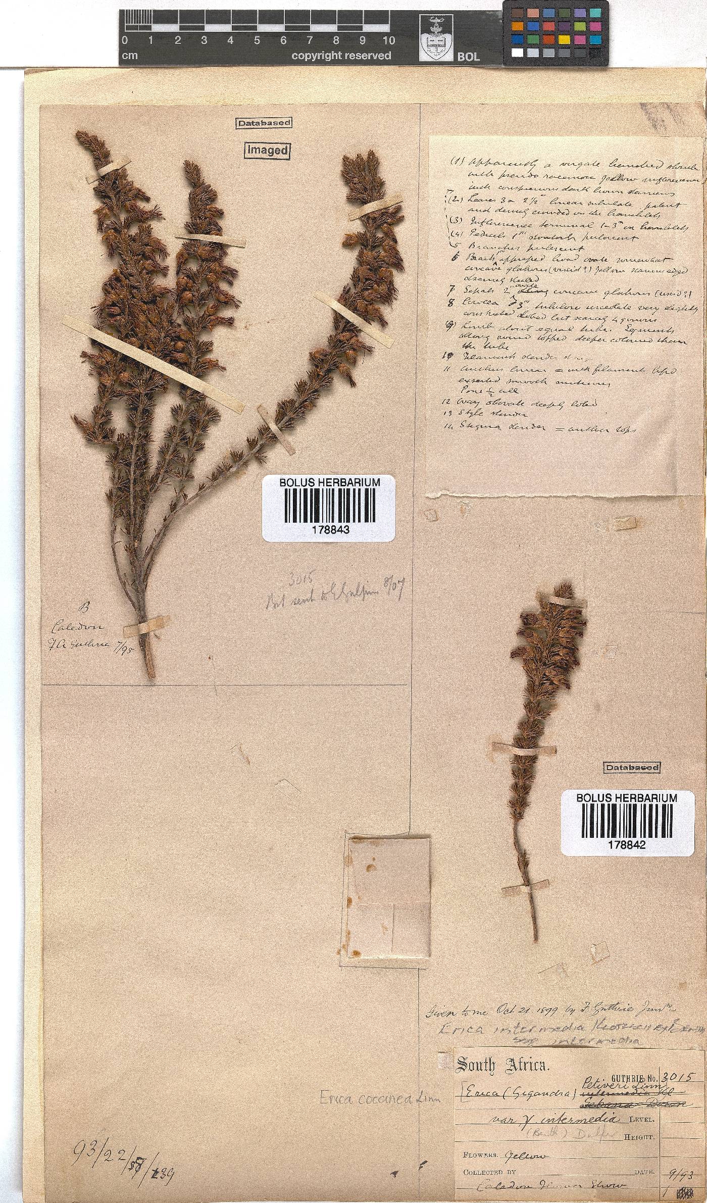 Erica intermedia subsp. intermedia image