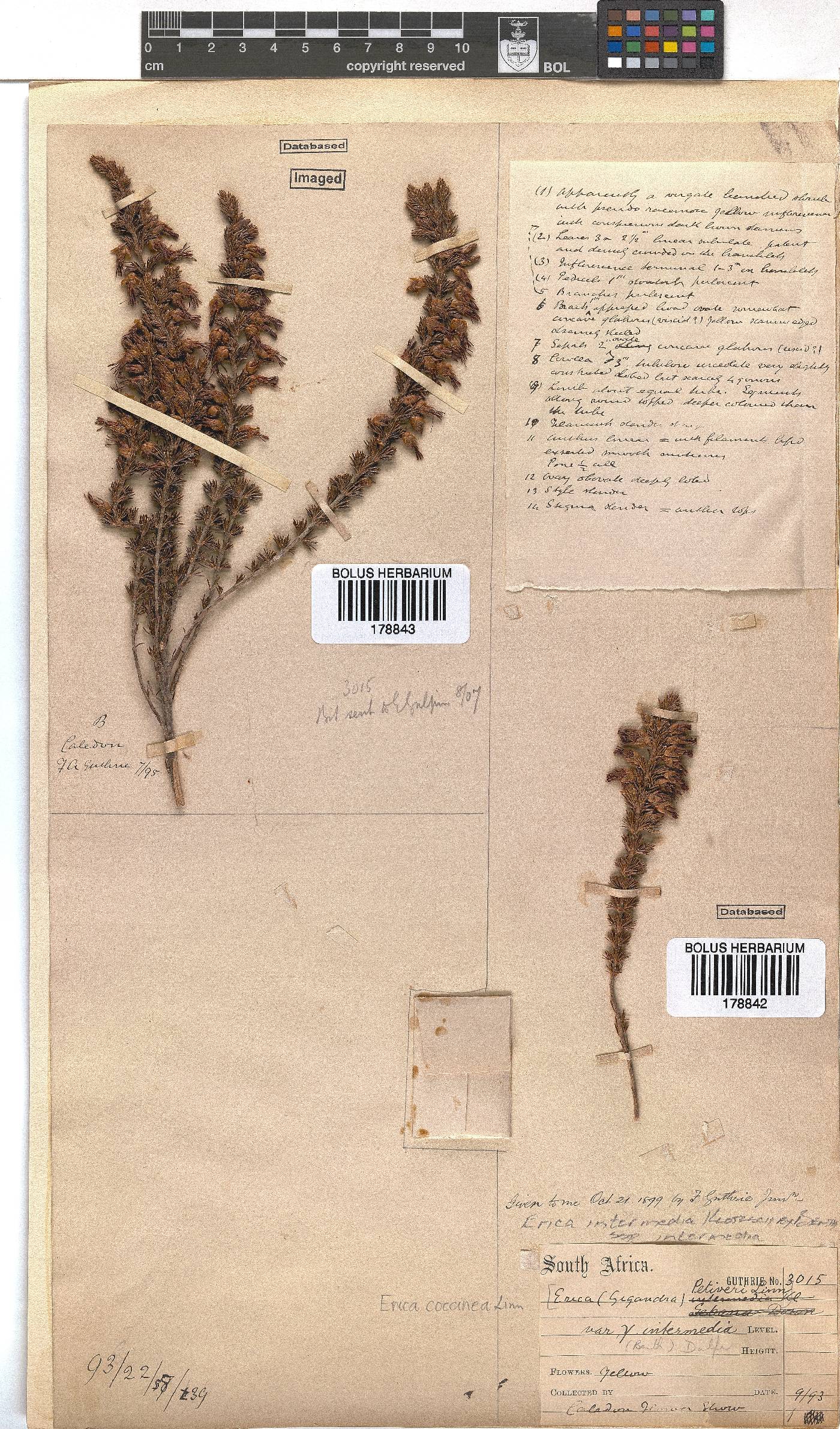 Erica intermedia subsp. intermedia image