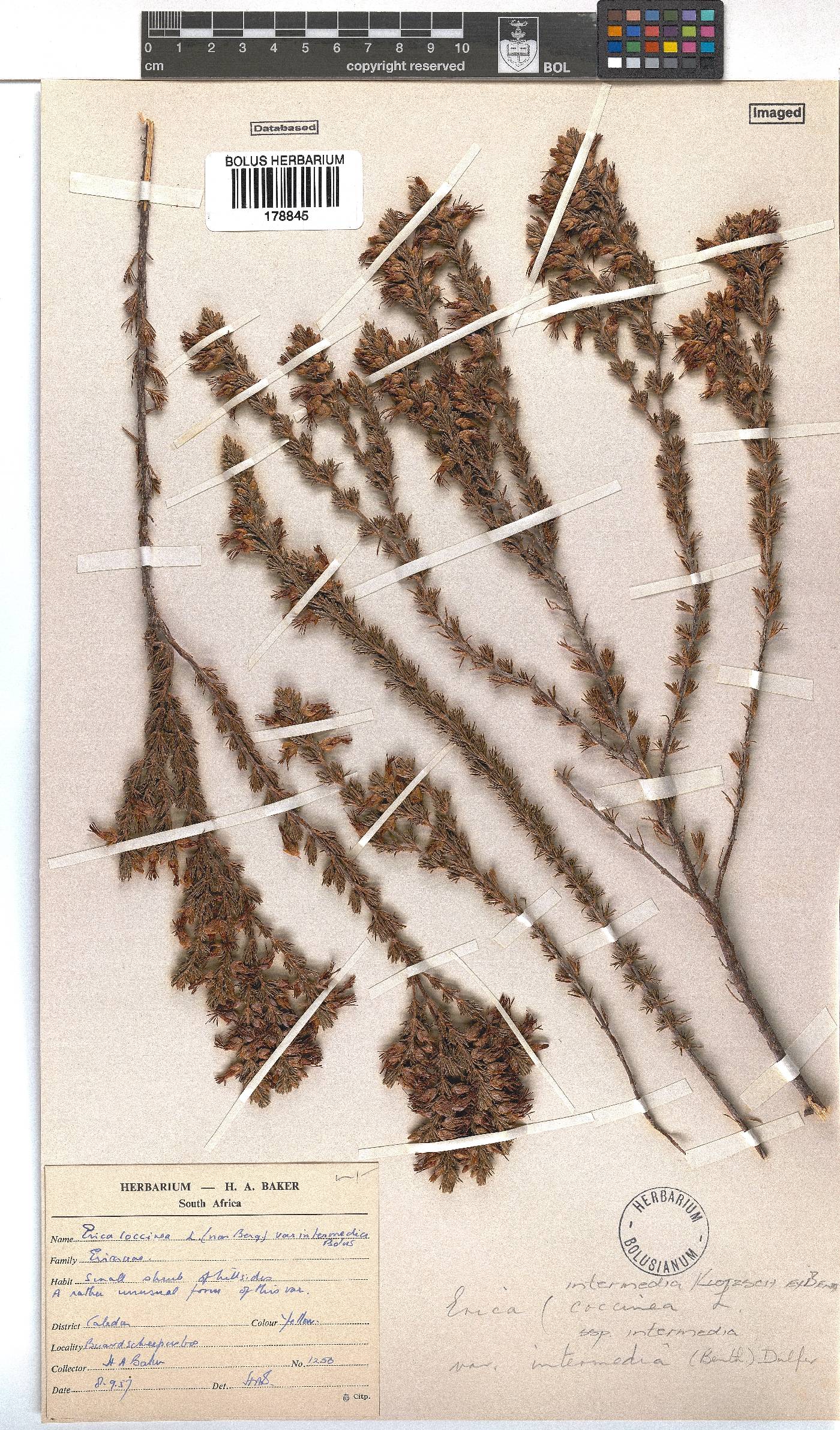 Erica intermedia subsp. intermedia image