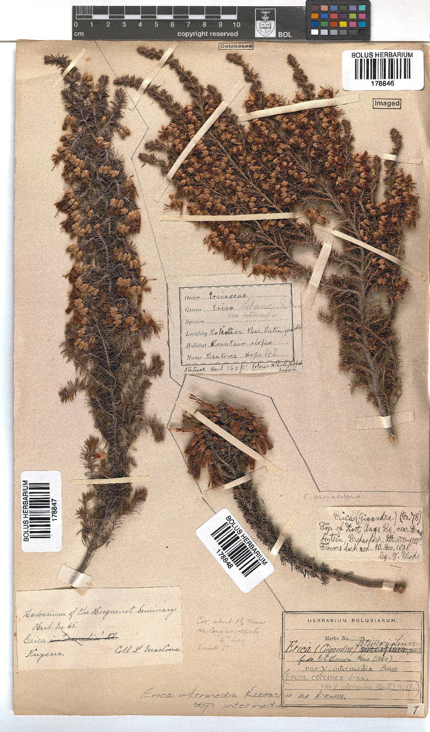 Erica intermedia image