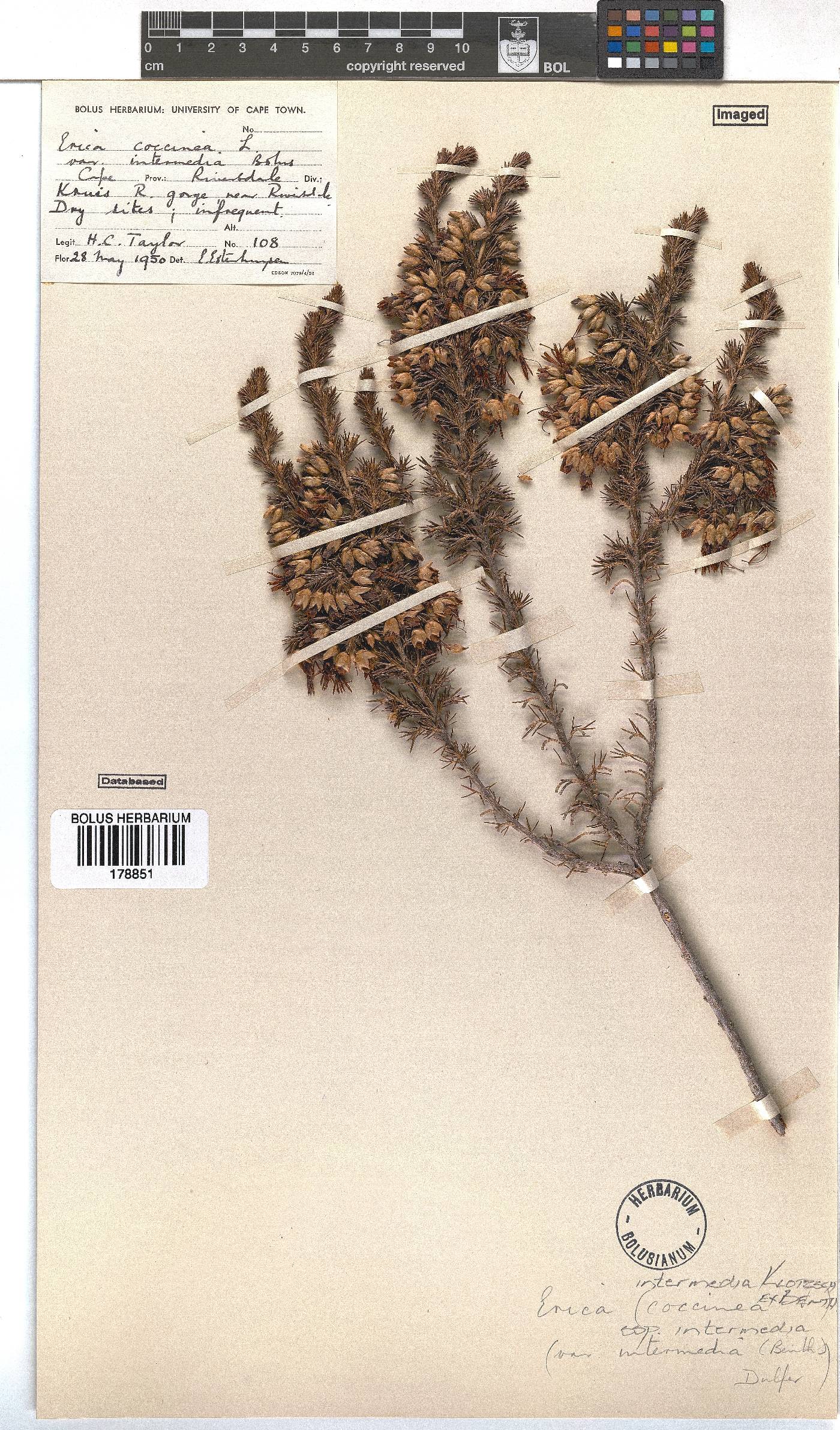 Erica intermedia image