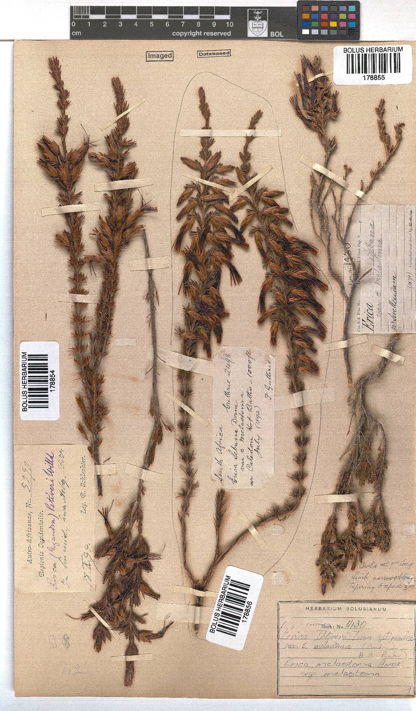 Erica melastoma image