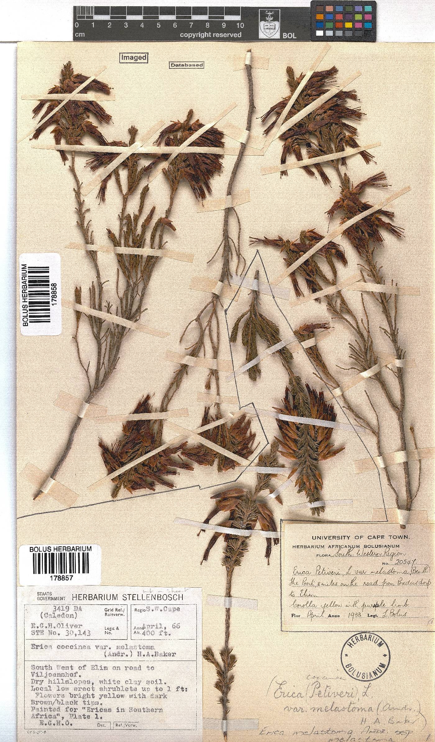 Erica melastoma subsp. melastoma image