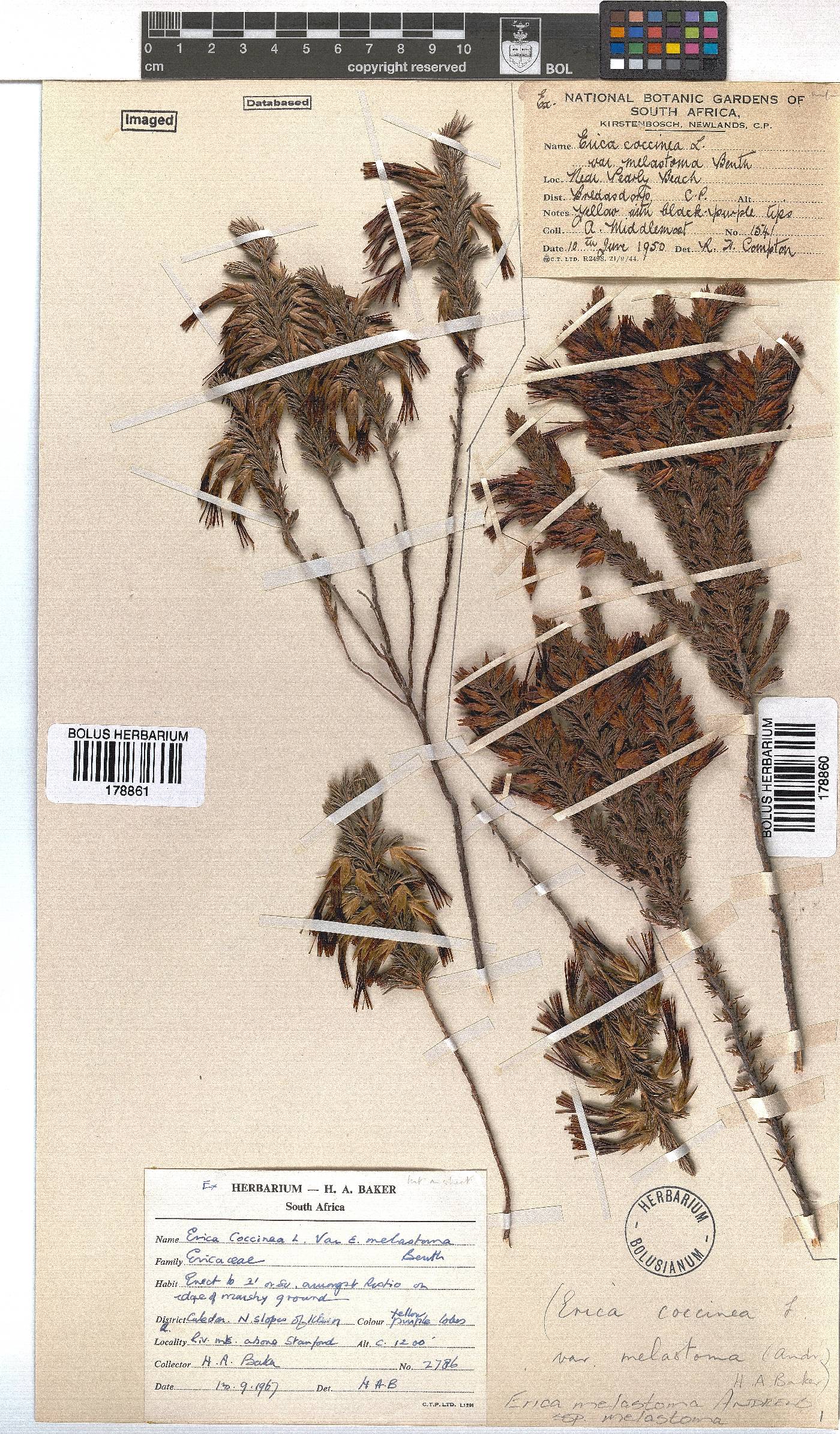 Erica melastoma subsp. melastoma image