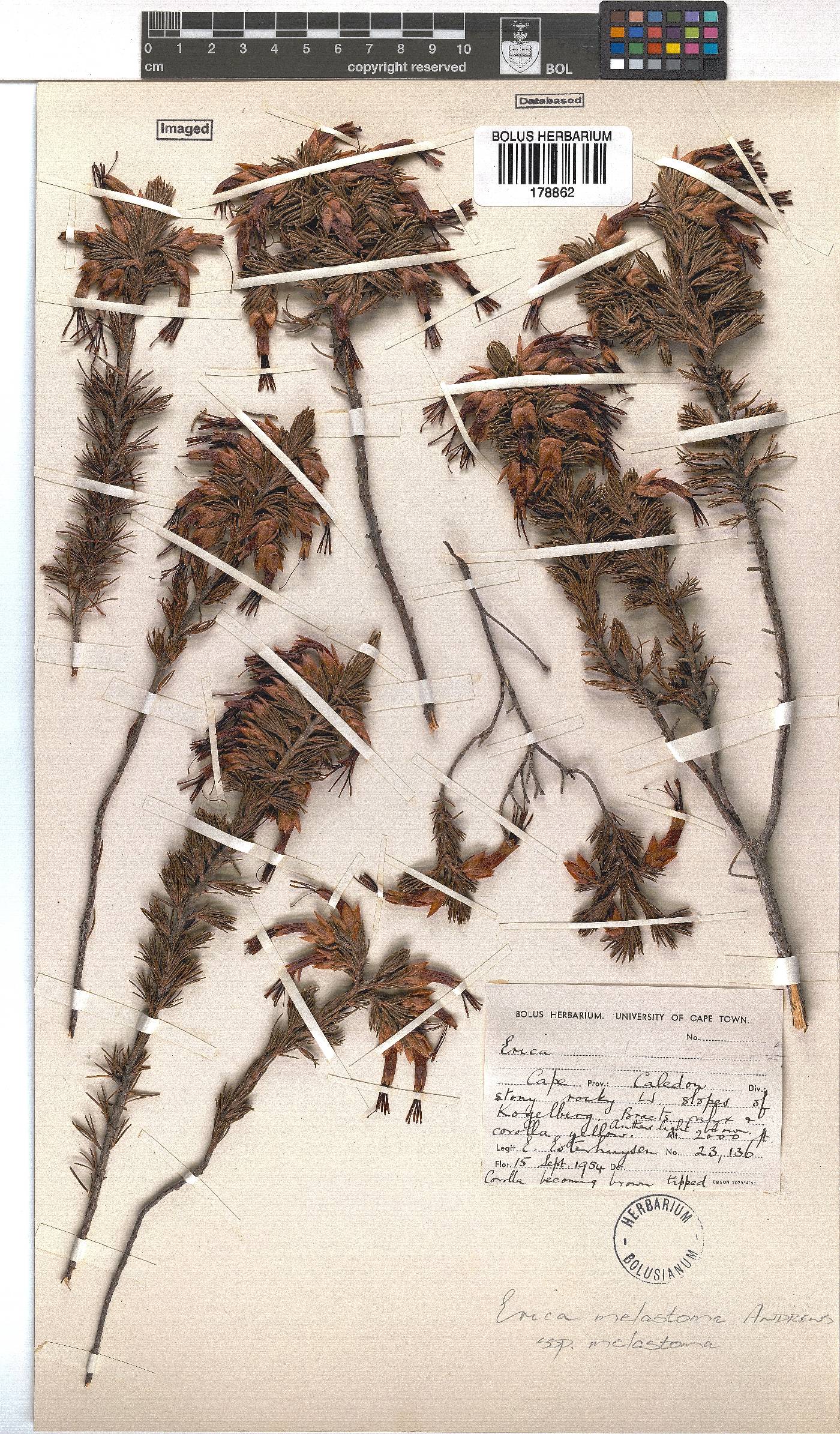 Erica melastoma subsp. melastoma image