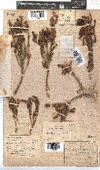 Erica melastoma image