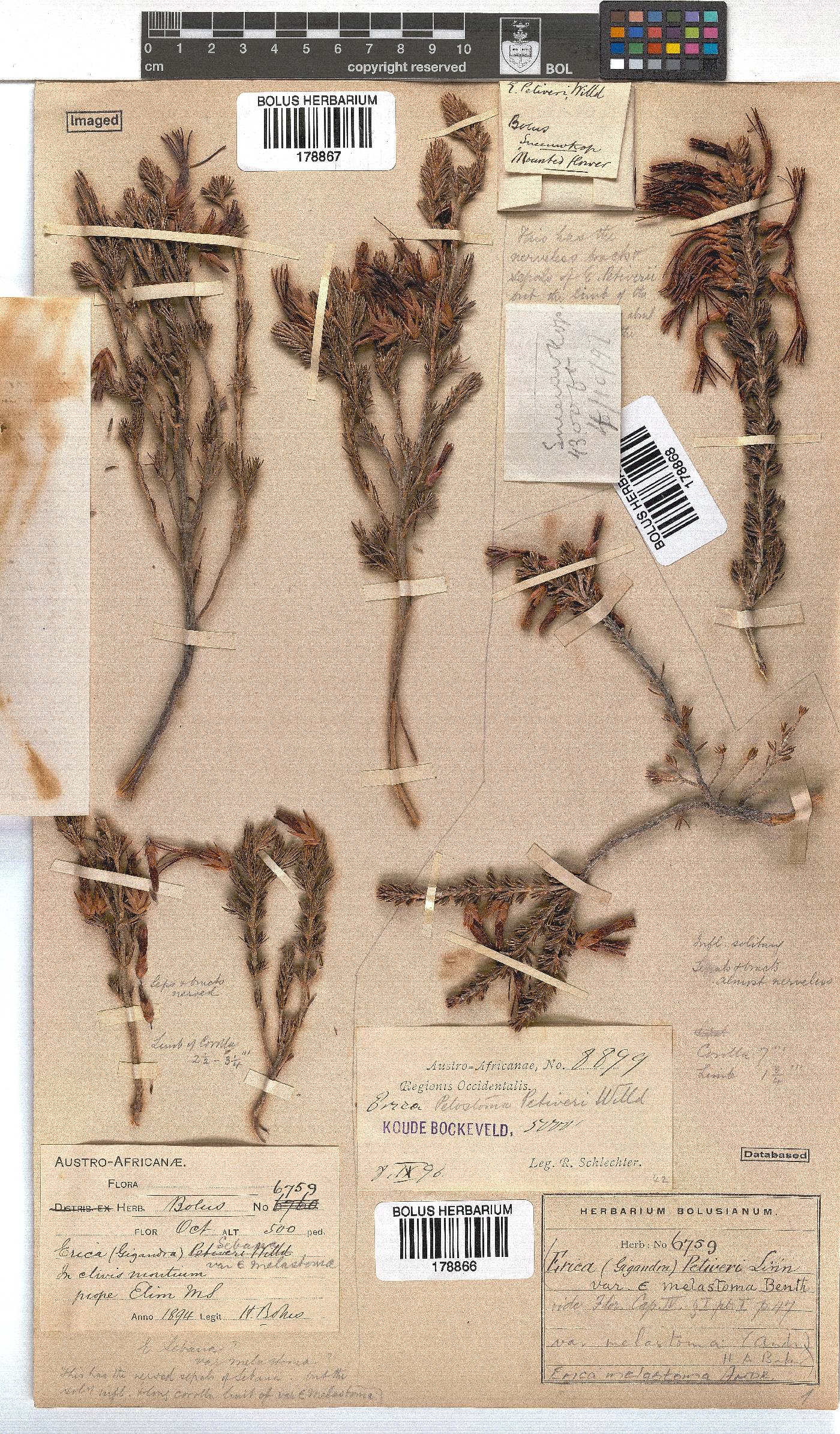 Erica melastoma image