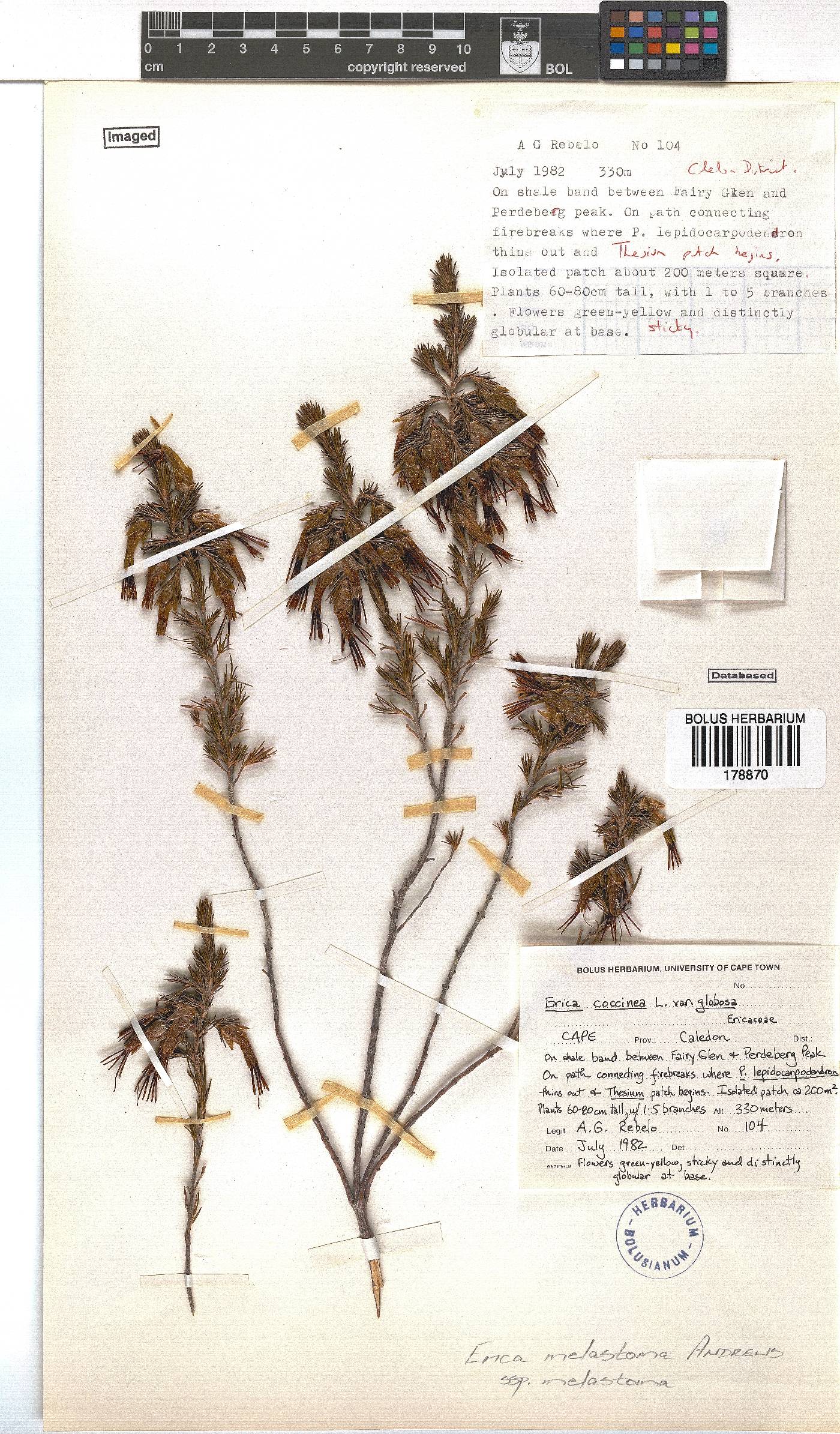 Erica melastoma subsp. melastoma image