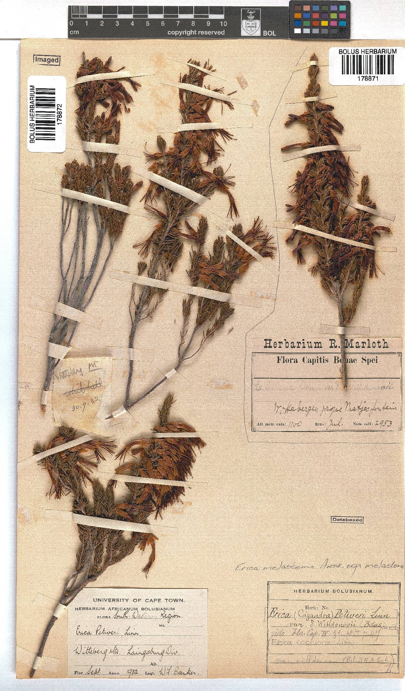 Erica melastoma image