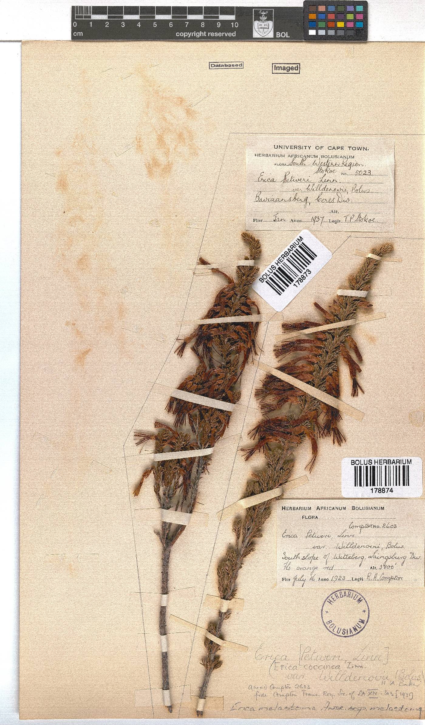 Erica melastoma image