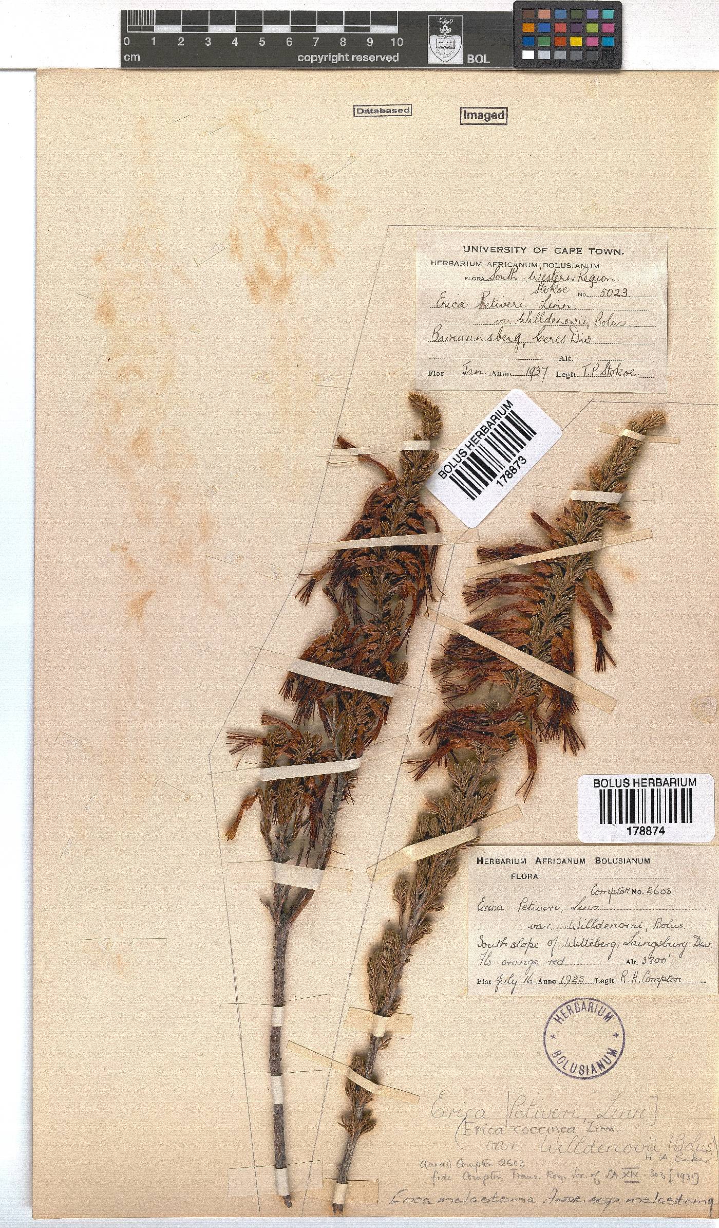 Erica melastoma subsp. melastoma image