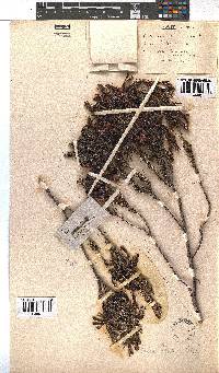 Erica plukenetii image