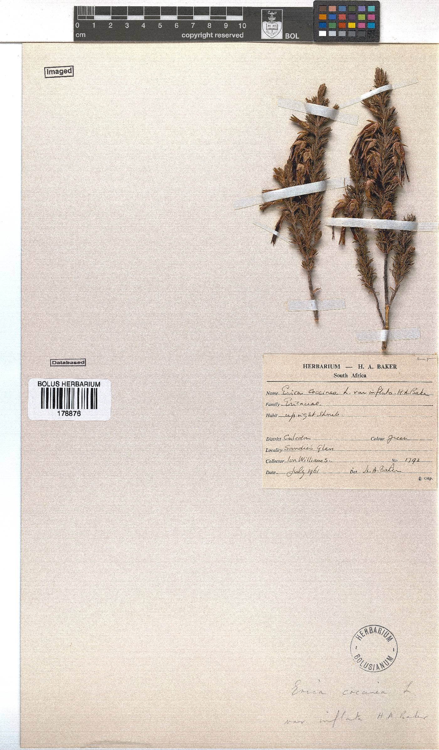 Erica melastoma subsp. melastoma image