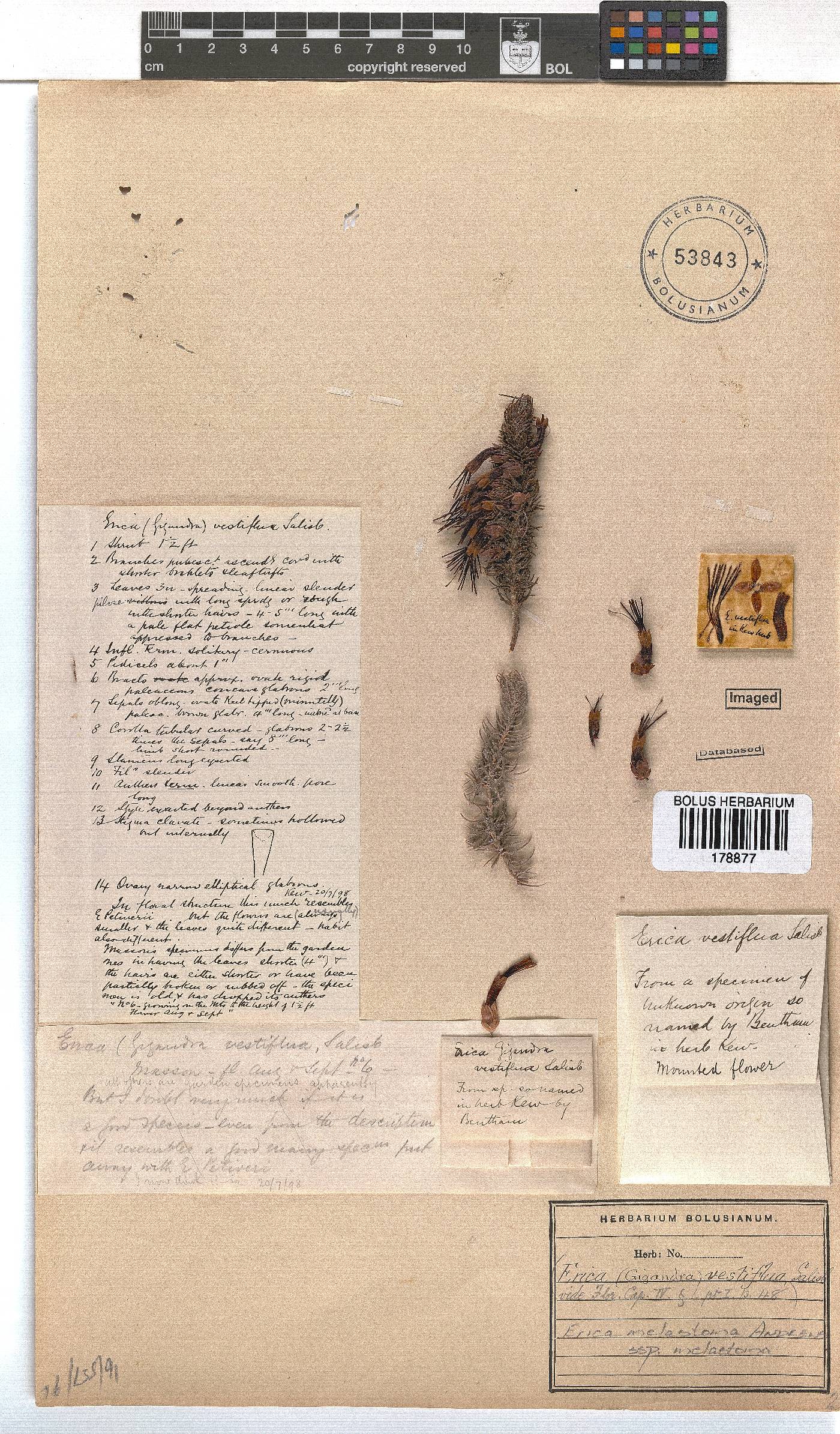 Erica melastoma subsp. melastoma image