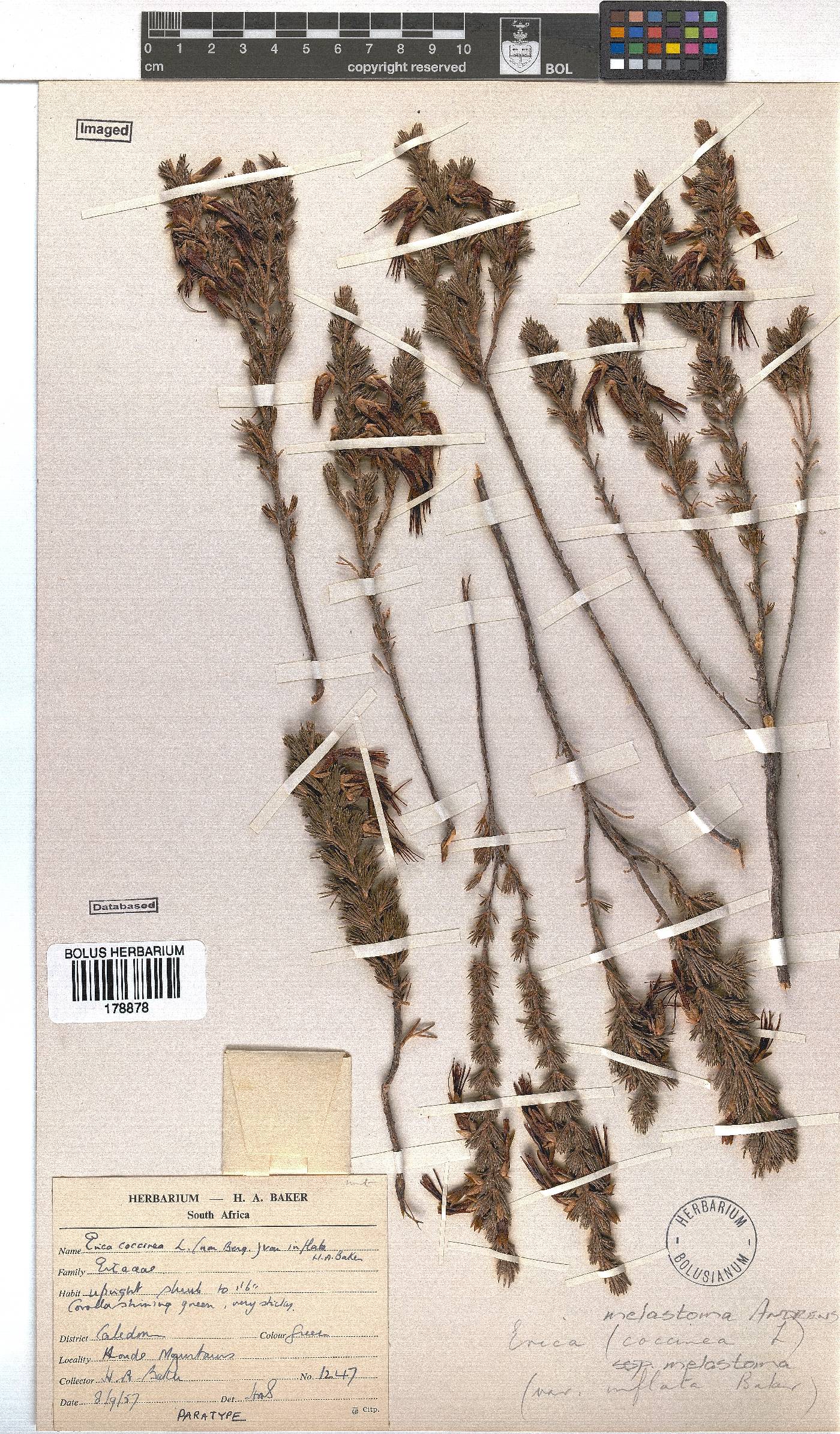 Erica melastoma subsp. melastoma image