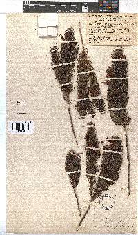 Erica plukenetii image