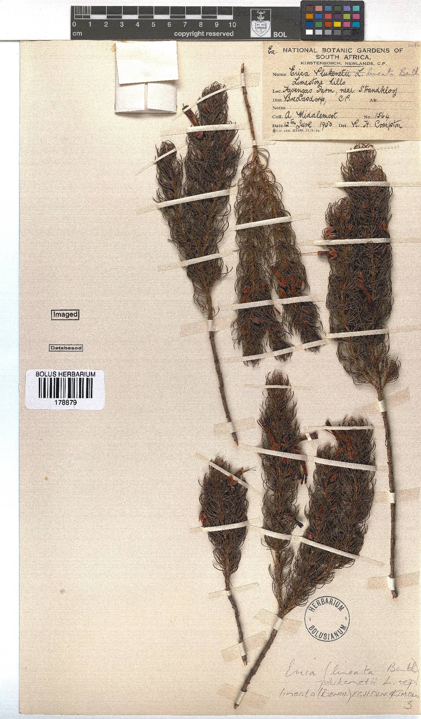 Erica plukenetii subsp. lineata image