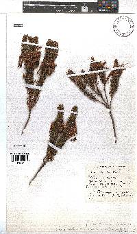 Erica plukenetii image