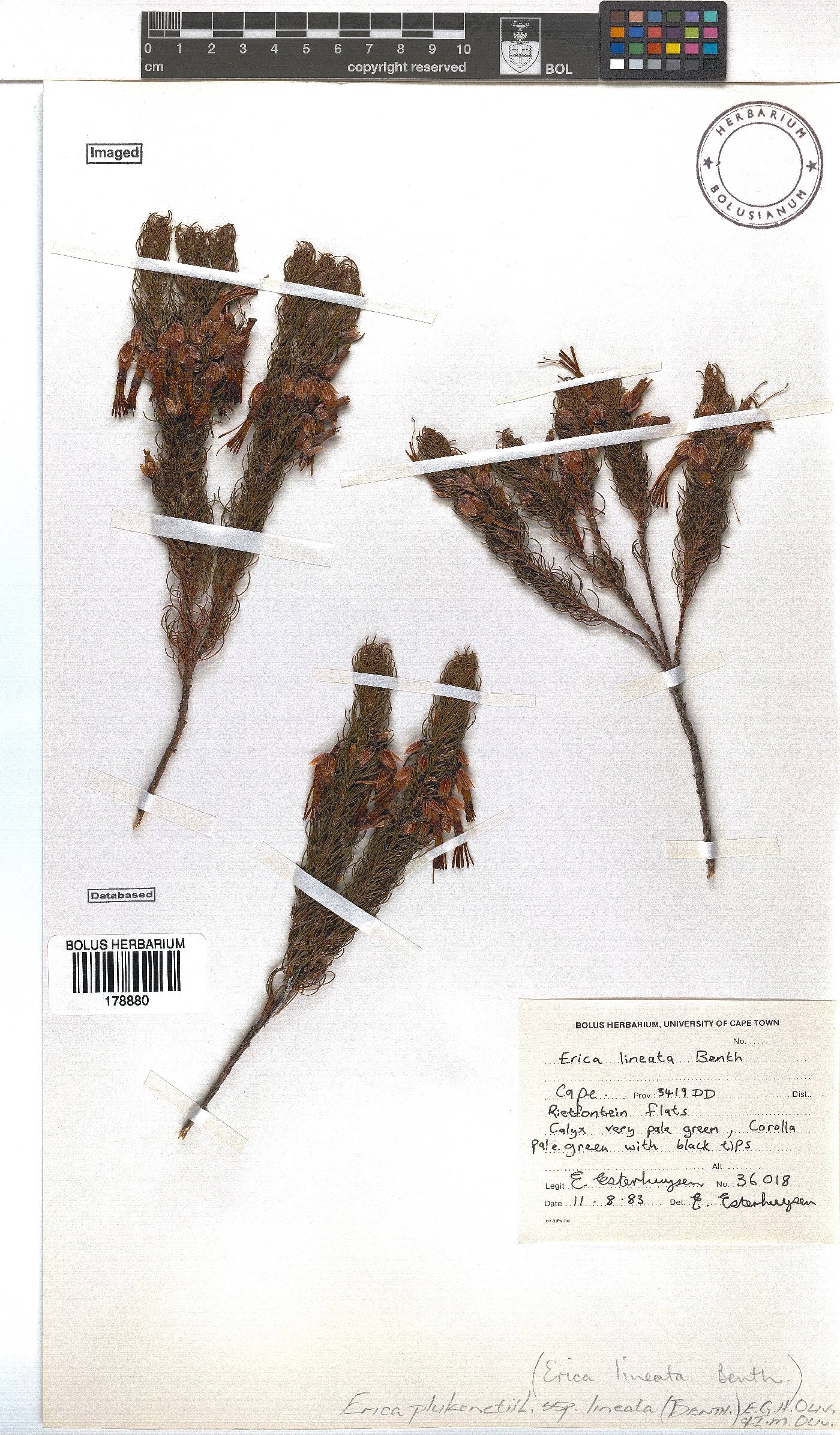 Erica plukenetii subsp. lineata image