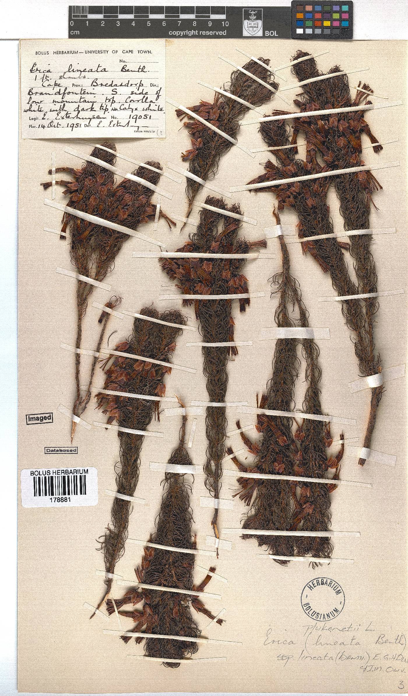 Erica plukenetii subsp. lineata image