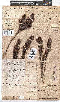 Erica plukenetii image