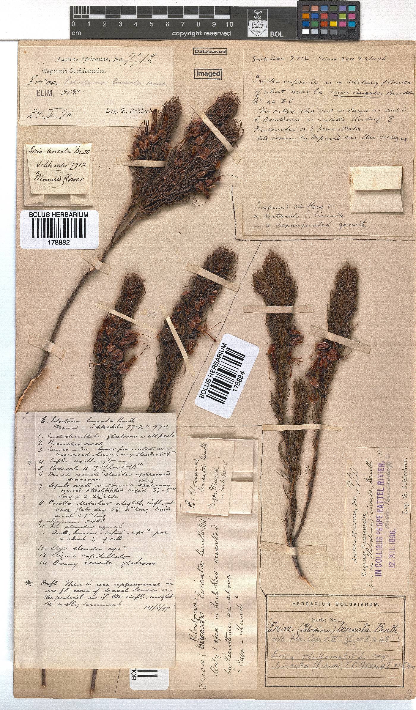 Erica plukenetii subsp. lineata image