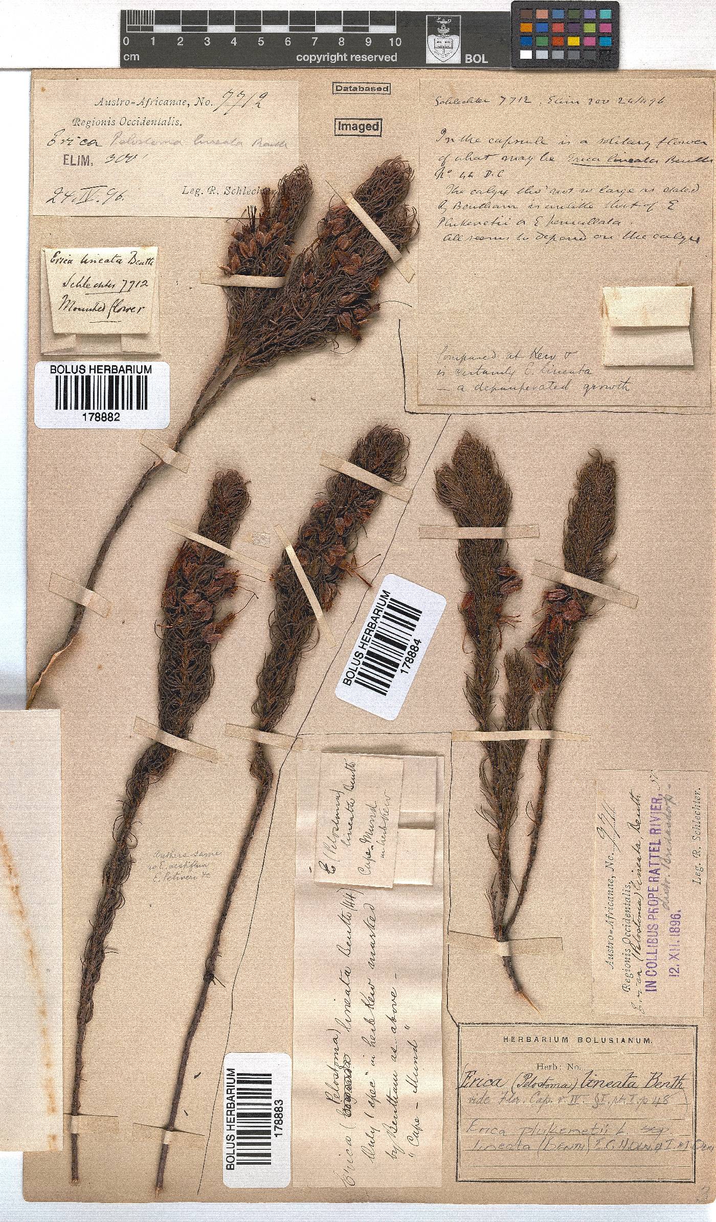 Erica plukenetii subsp. lineata image