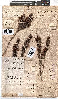 Erica plukenetii image