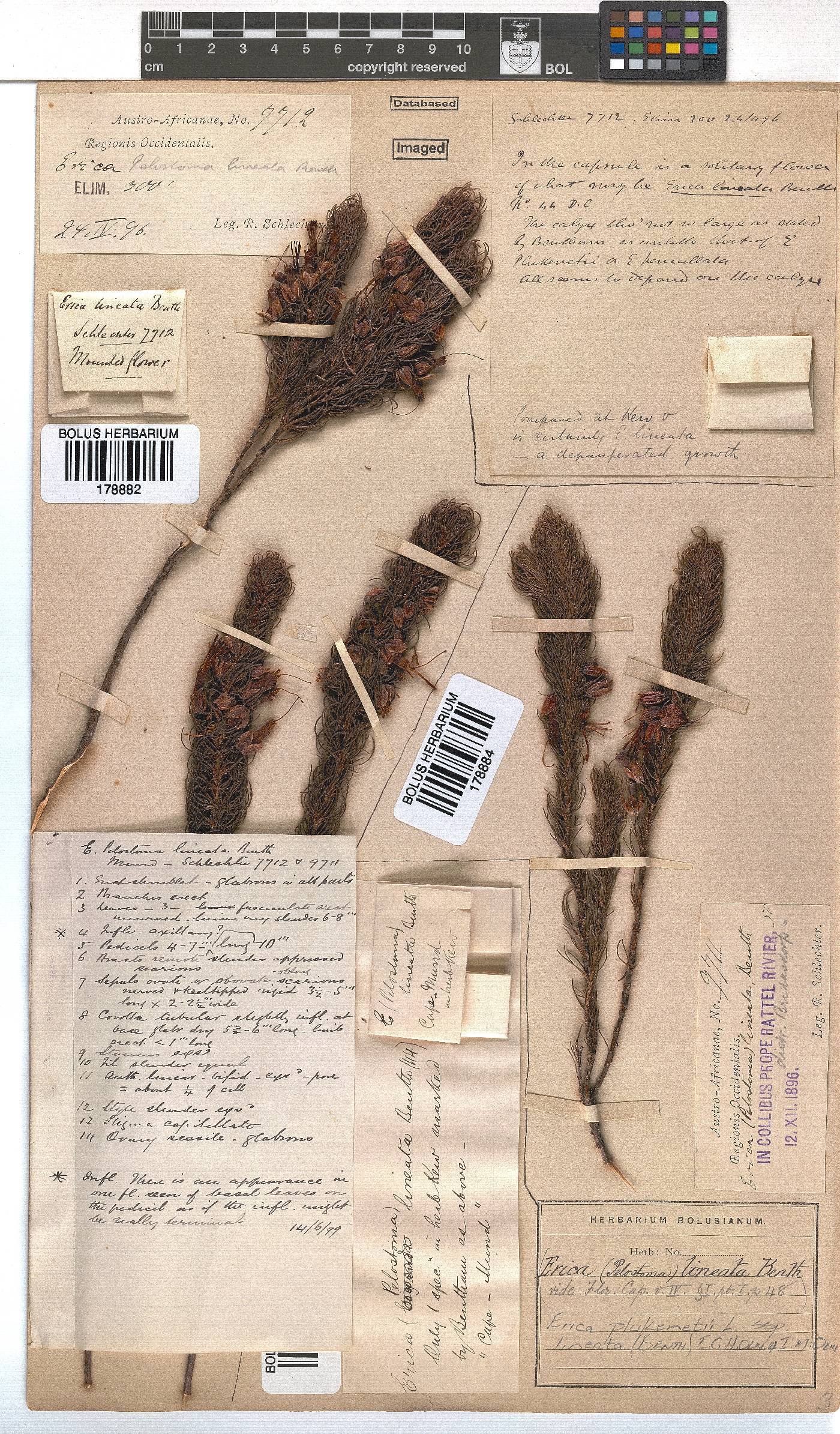 Erica plukenetii subsp. lineata image