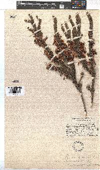 Erica plukenetii image